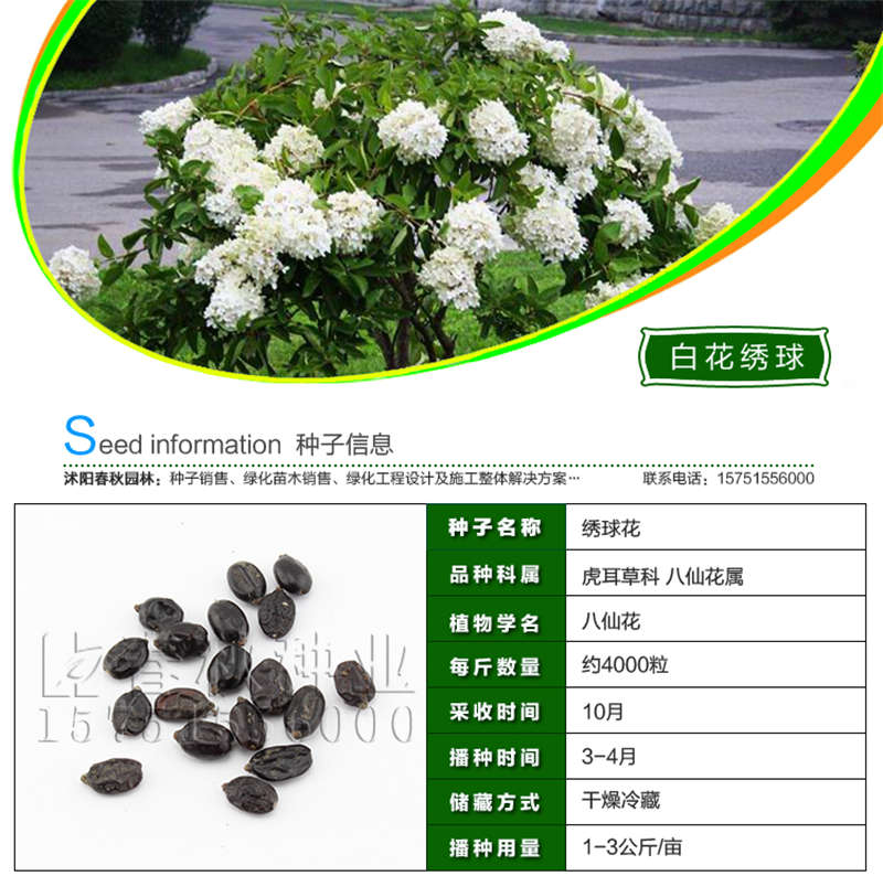 白花绣球种子基本信息