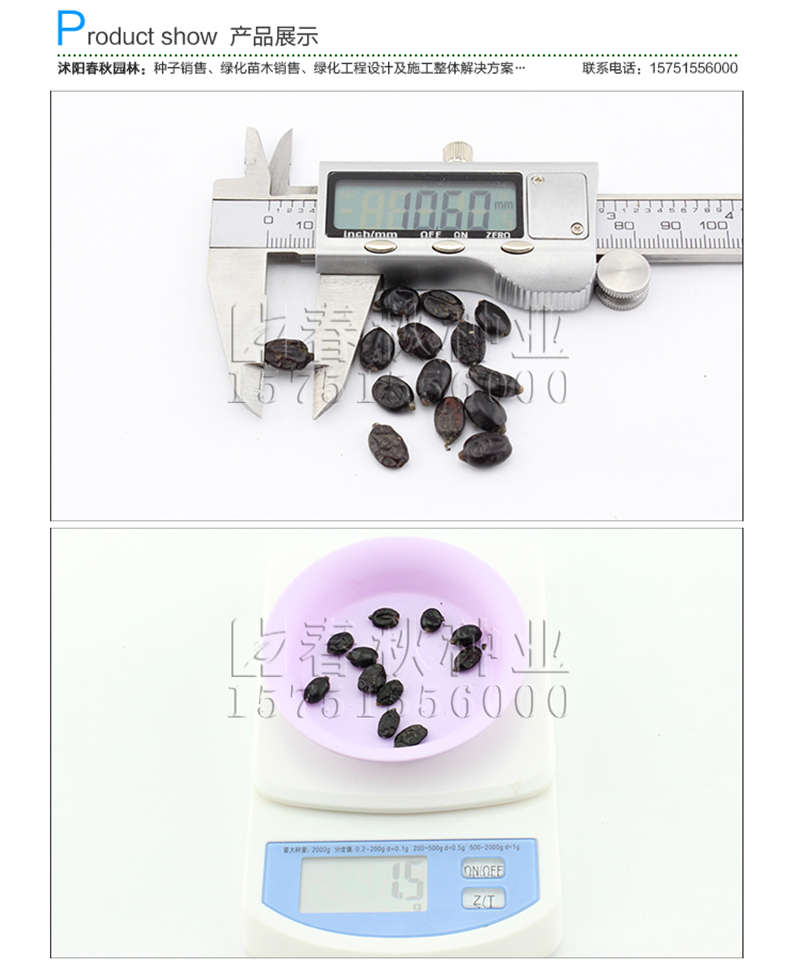 白花绣球种子销售参考价格