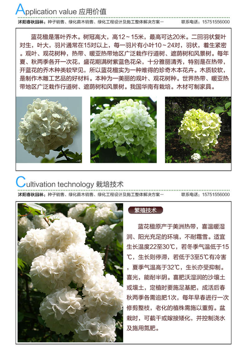 白花绣球种子应用价值及种植技术