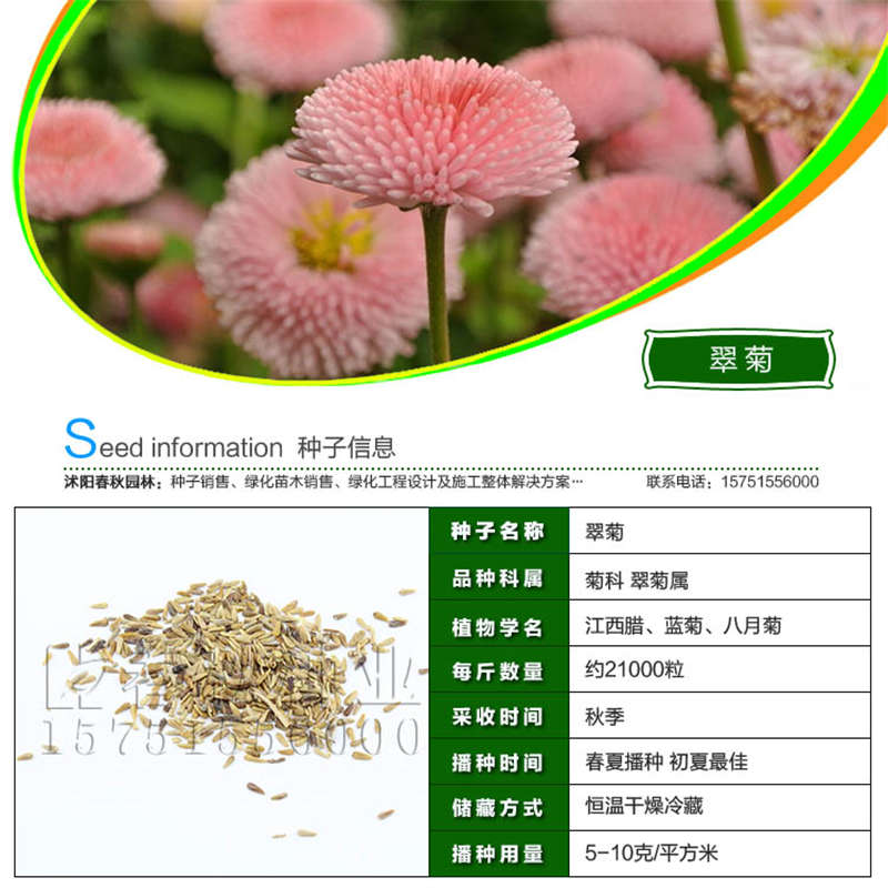 翠菊种子基本信息
