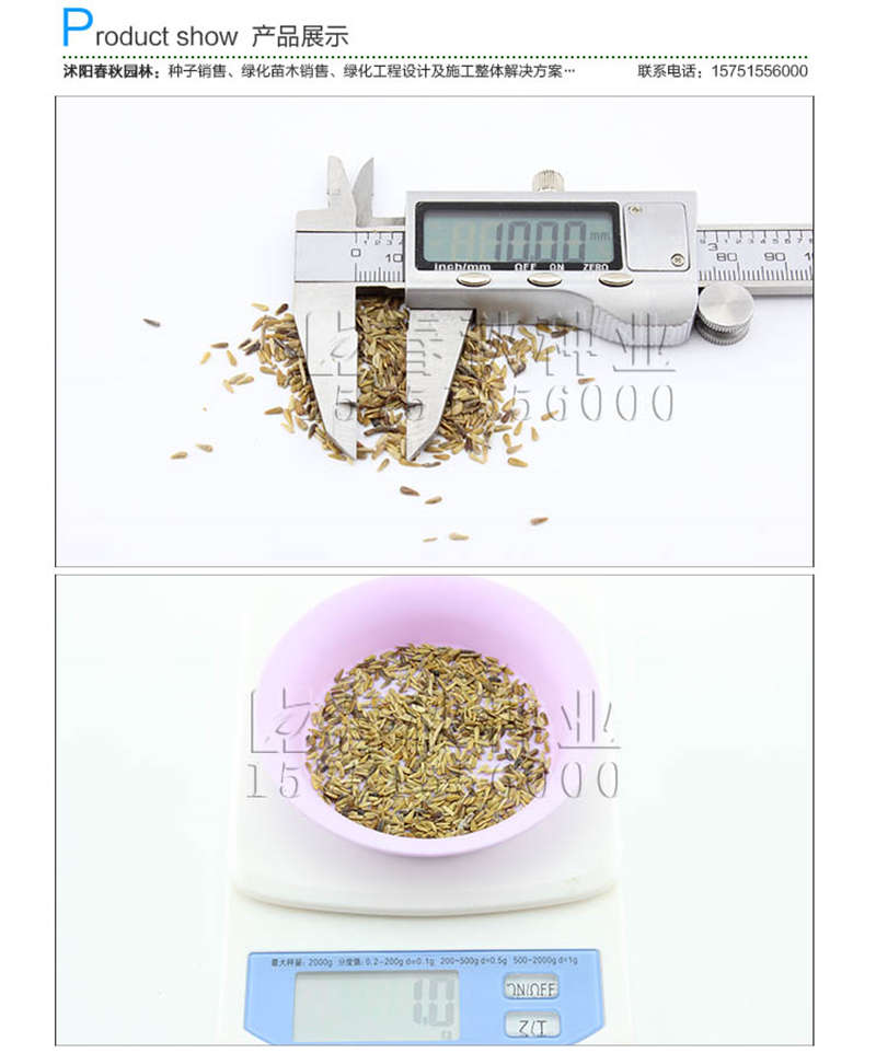 翠菊种子销售参考价格