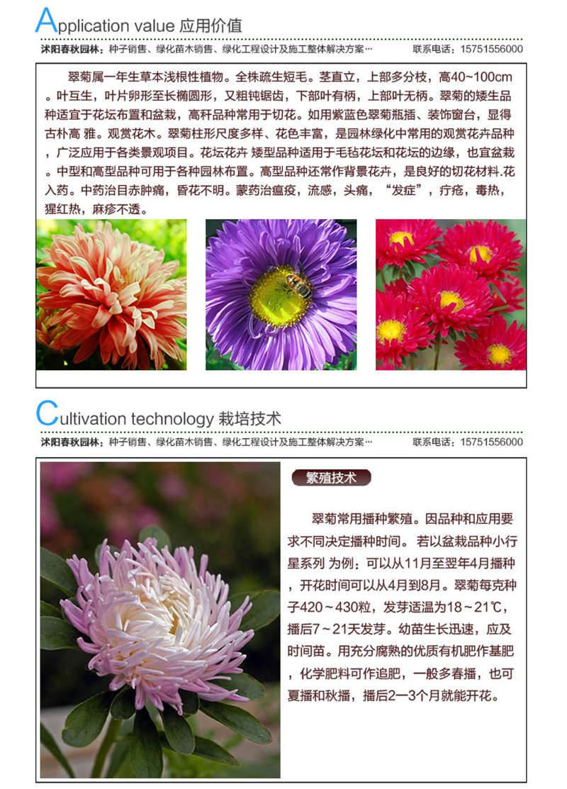翠菊种子应用价值及种植技术