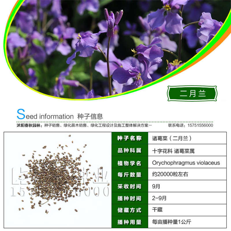 二月兰种子基本信息