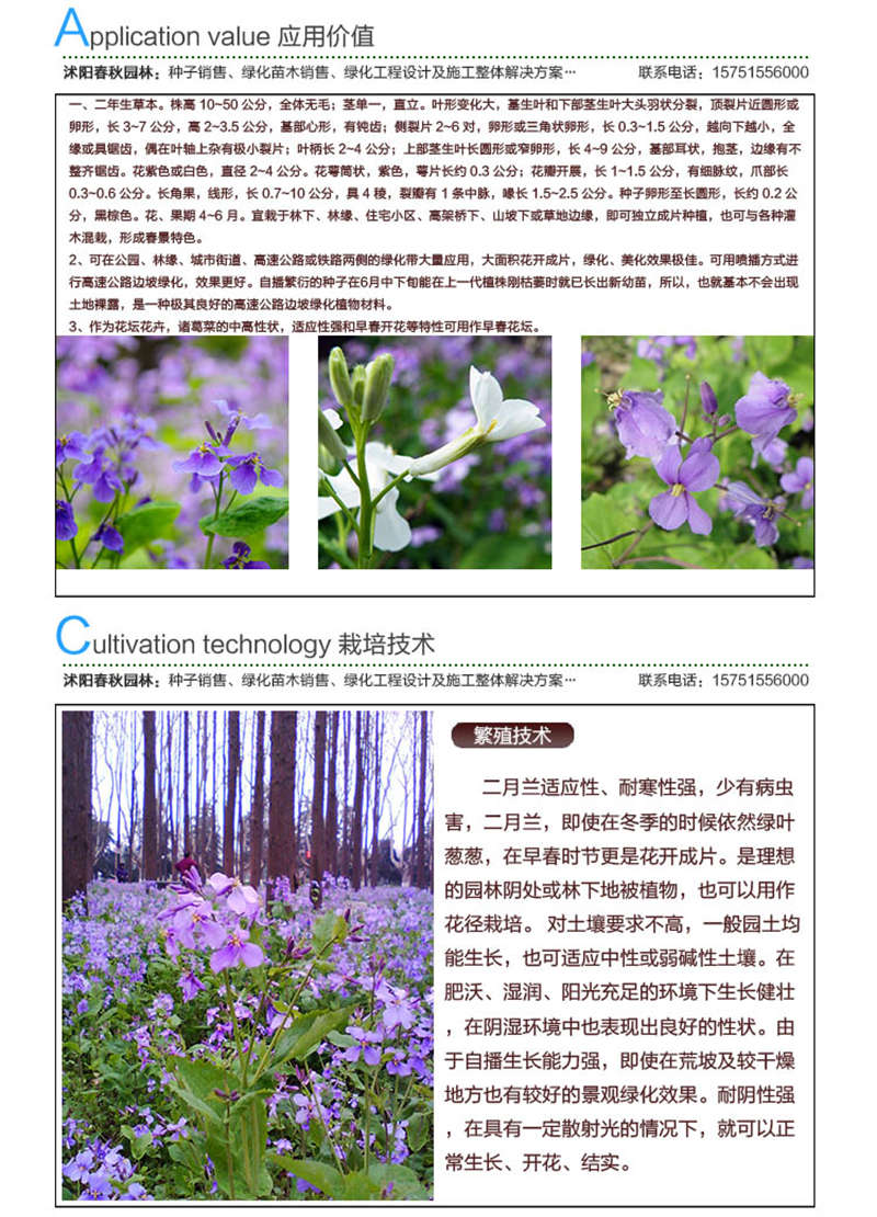 二月兰种子应用价值及种植技术