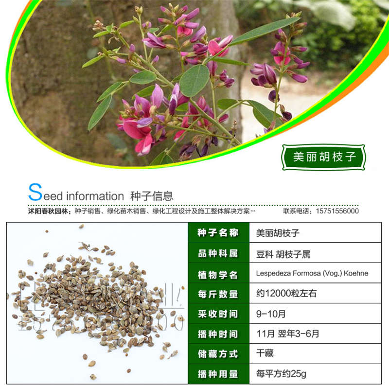 美丽胡枝子种子基本信息