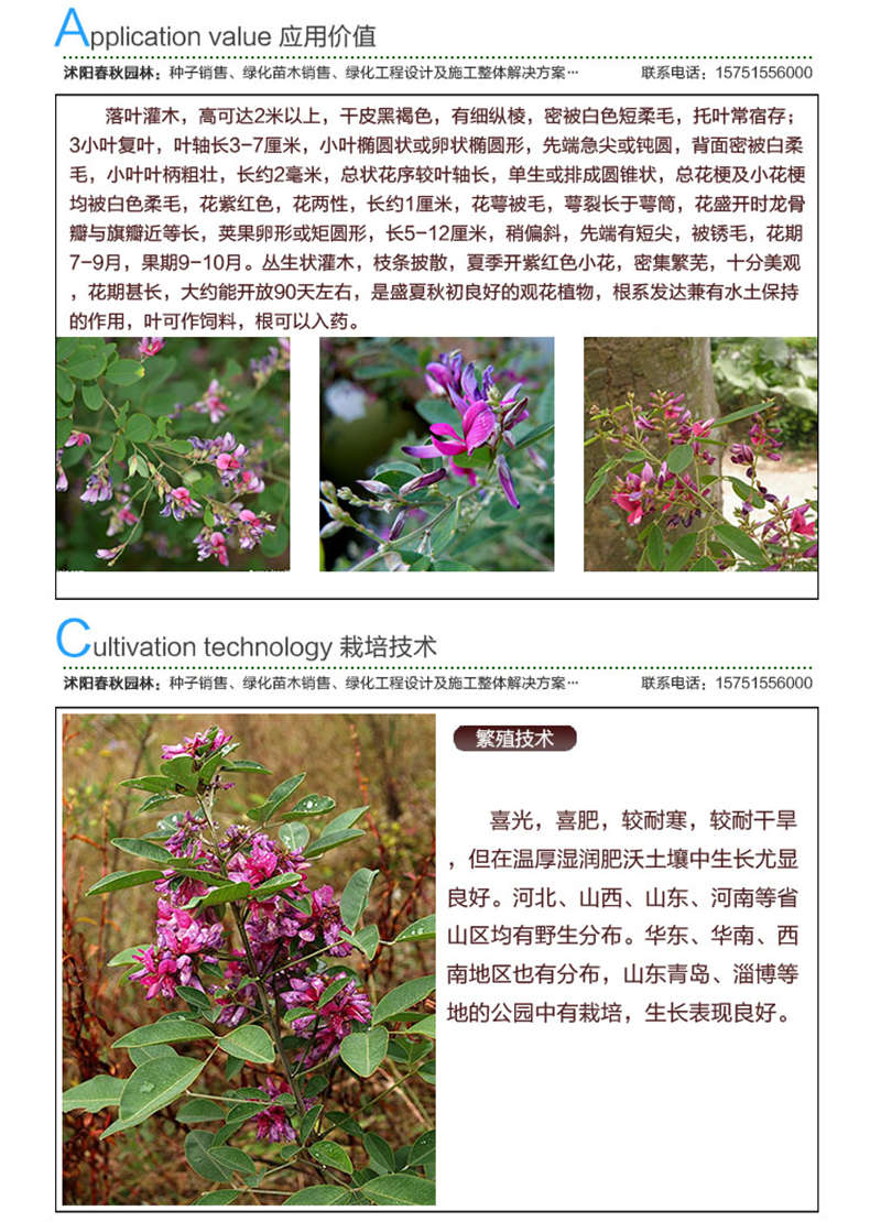 美丽胡枝子种子应用价值及种植技术