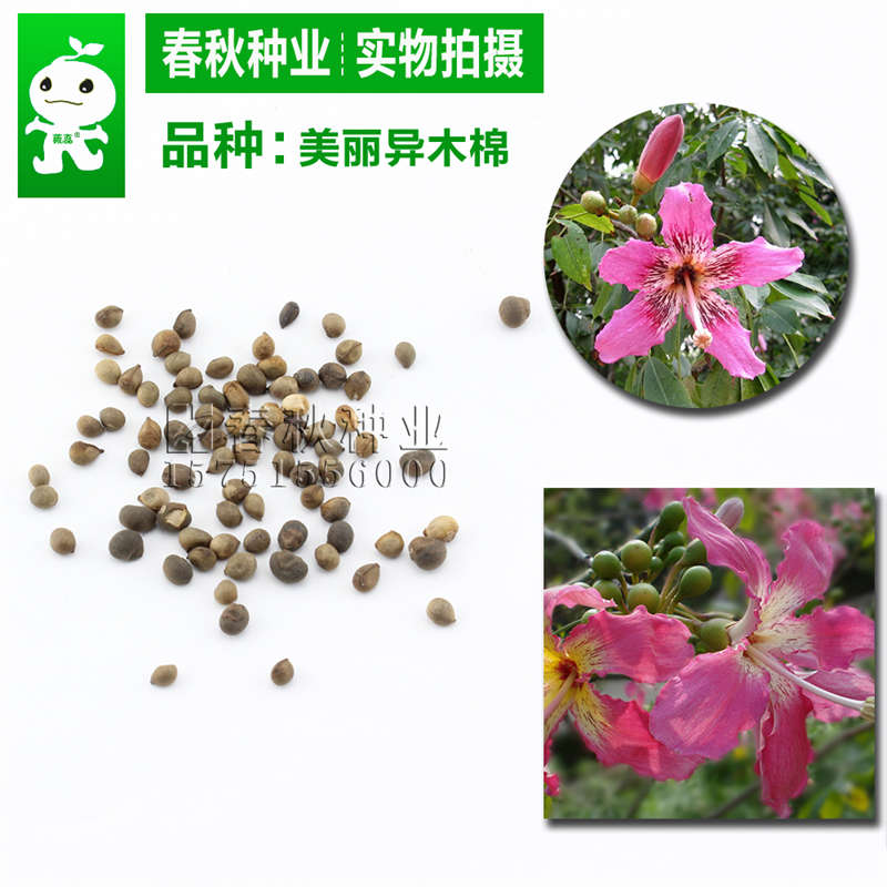 美丽异木棉