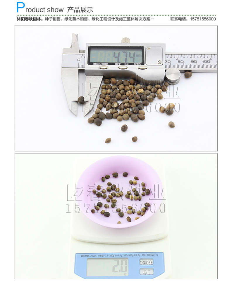 美丽异木棉种子销售参考价格