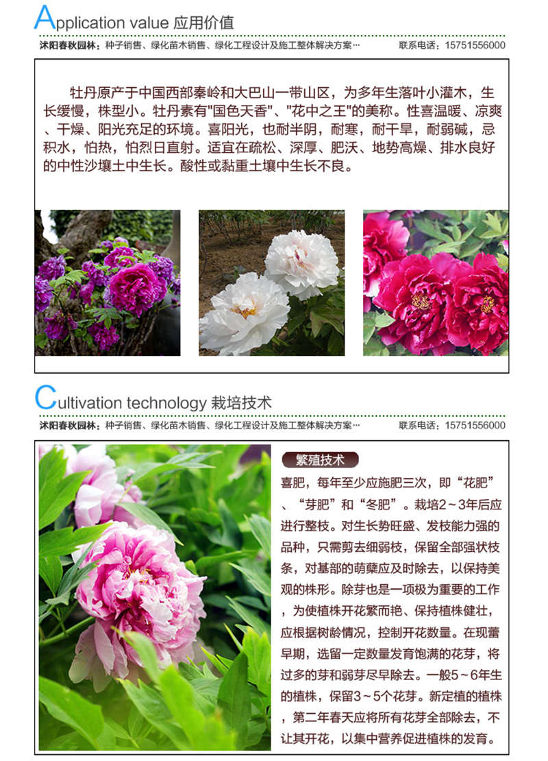 牡丹种子应用价值及种植技术