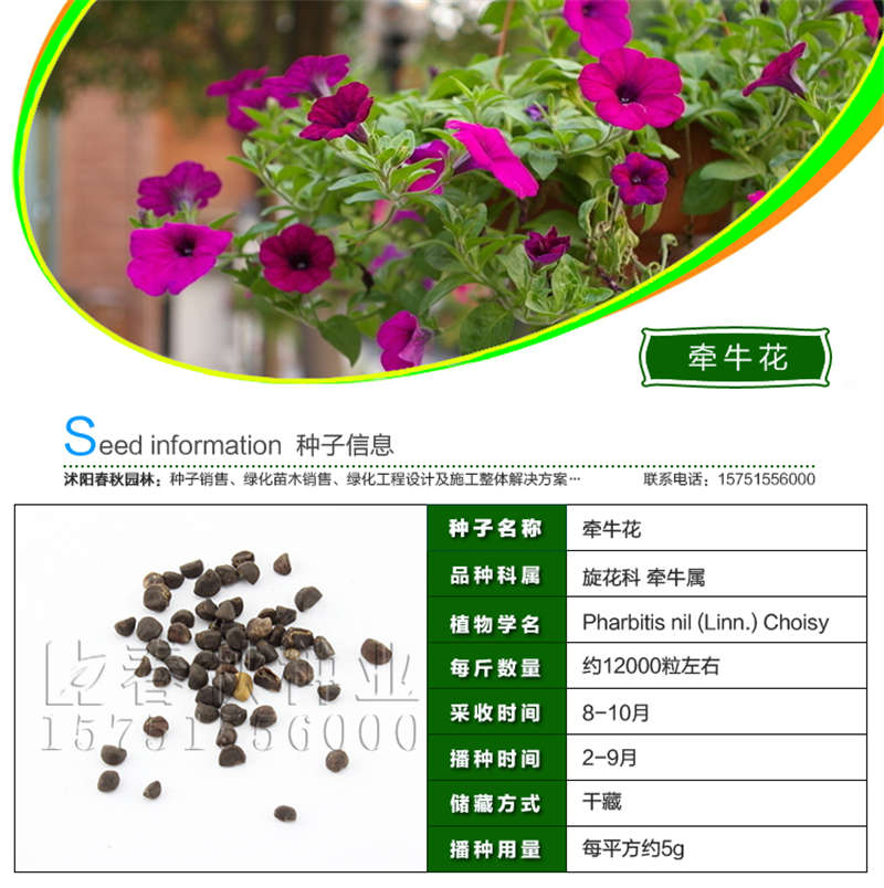 牵牛花种子基本信息