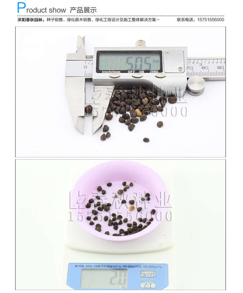 牵牛花种子销售参考价格