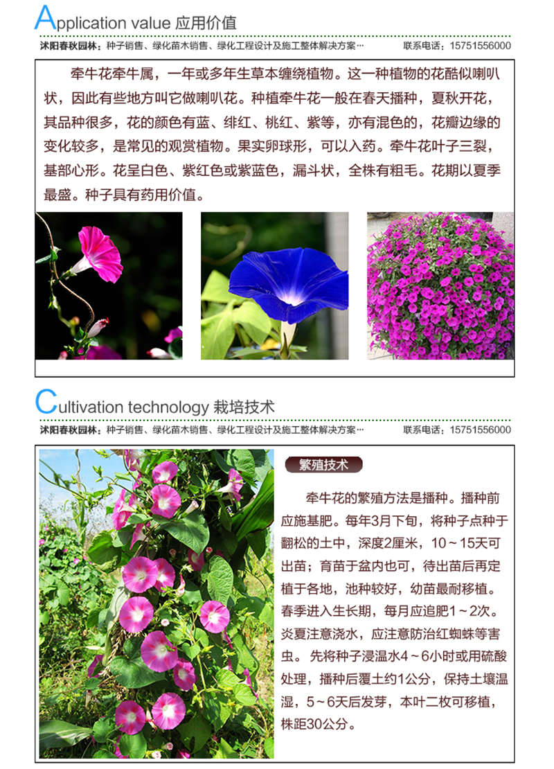 牵牛花种子应用价值及种植技术