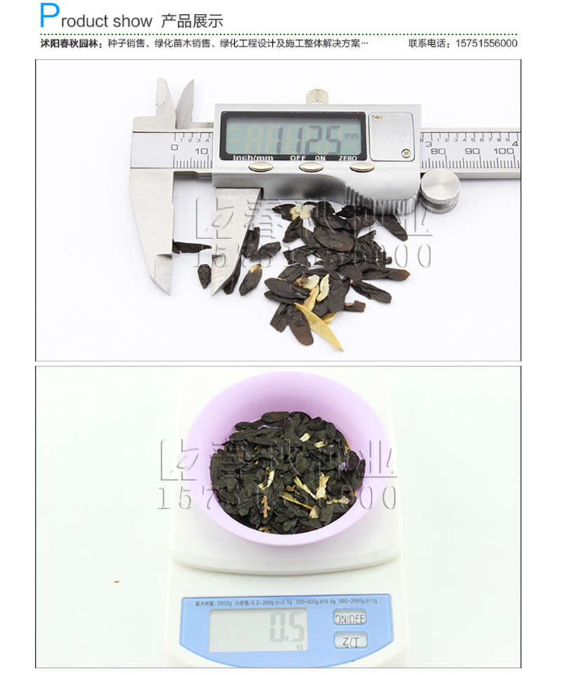 玉簪种子销售参考价格