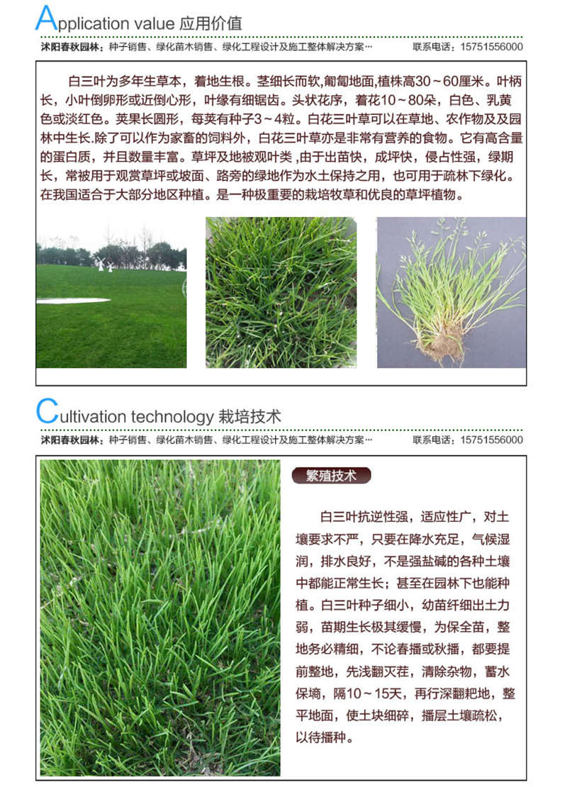 多年生黑麦草种子应用价值及种植技术