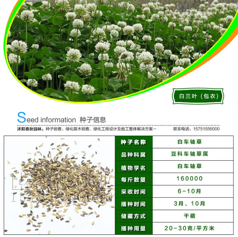白三叶(包衣)种子基本信息