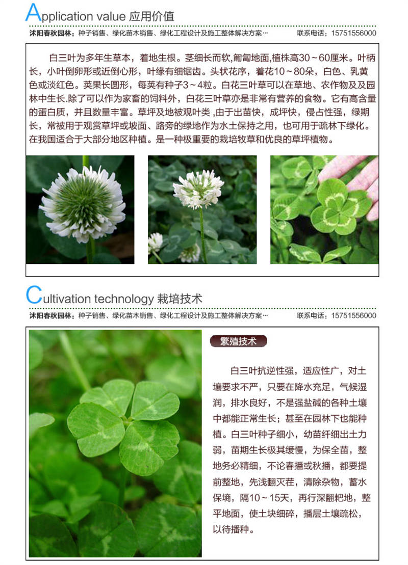 白三叶(包衣)种子应用价值及种植技术