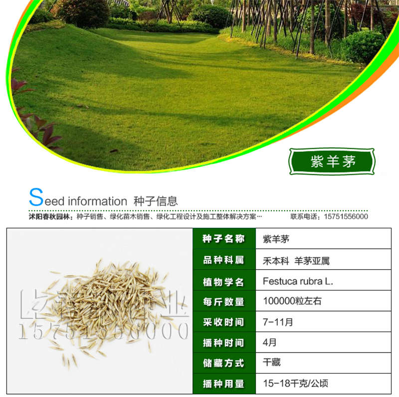紫羊茅种子基本信息