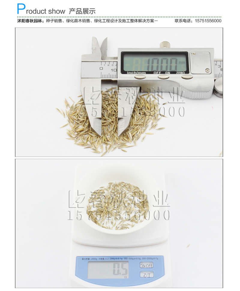 紫羊茅种子销售参考价格