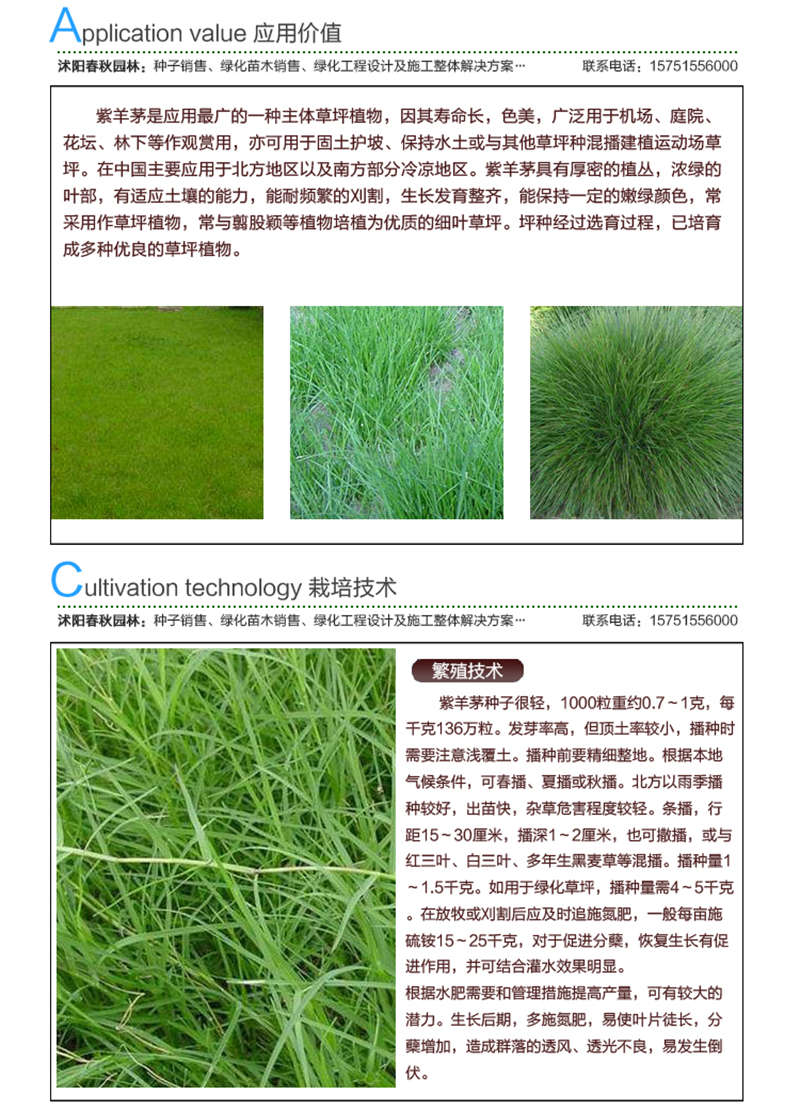 紫羊茅种子应用价值及种植技术