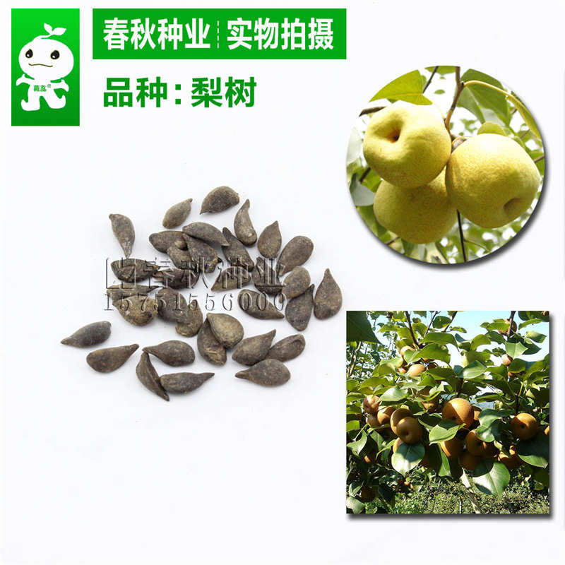 梨树