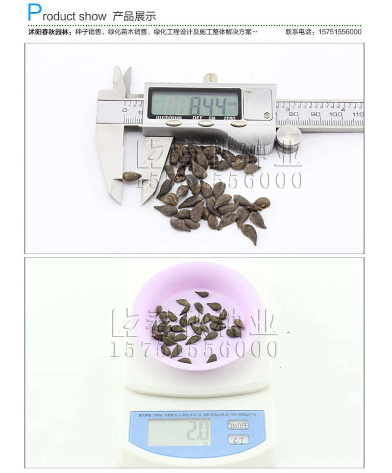 梨树种子销售参考价格