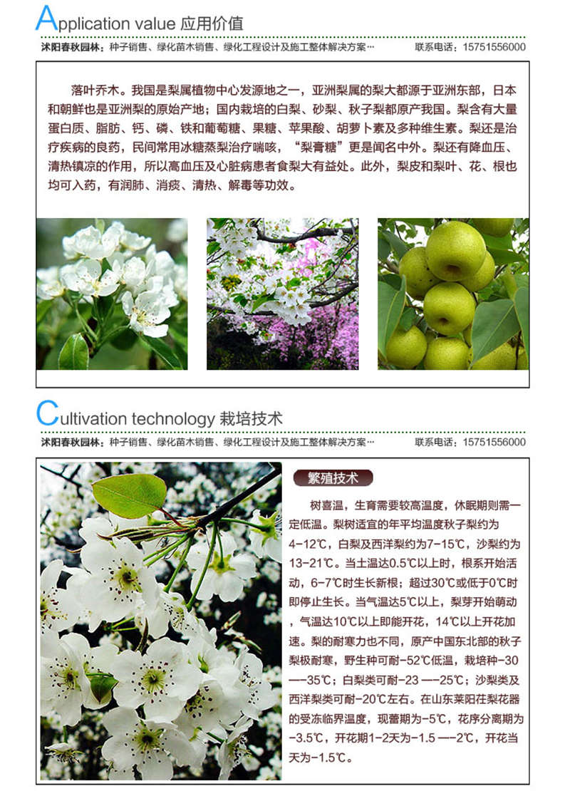 梨树种子应用价值及种植技术