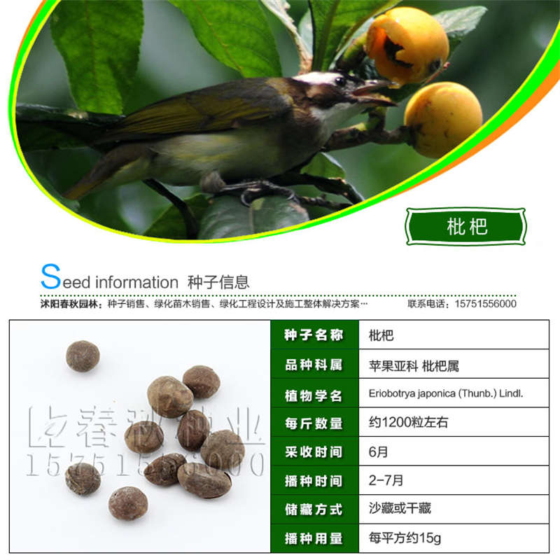 枇杷种子基本信息