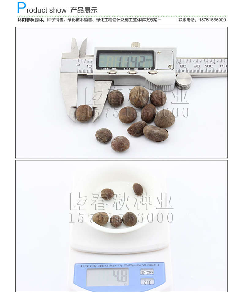 枇杷种子销售参考价格