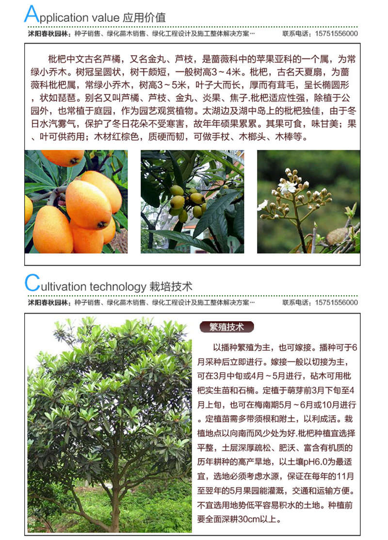 枇杷种子应用价值及种植技术