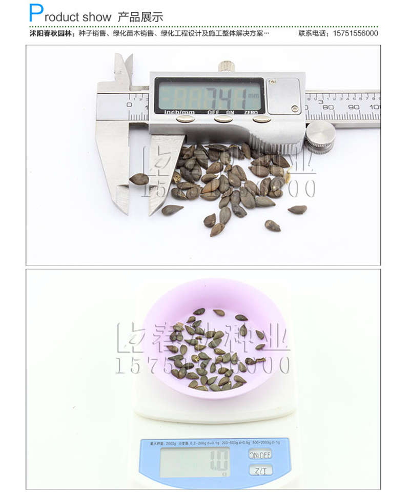 苹果种子销售参考价格