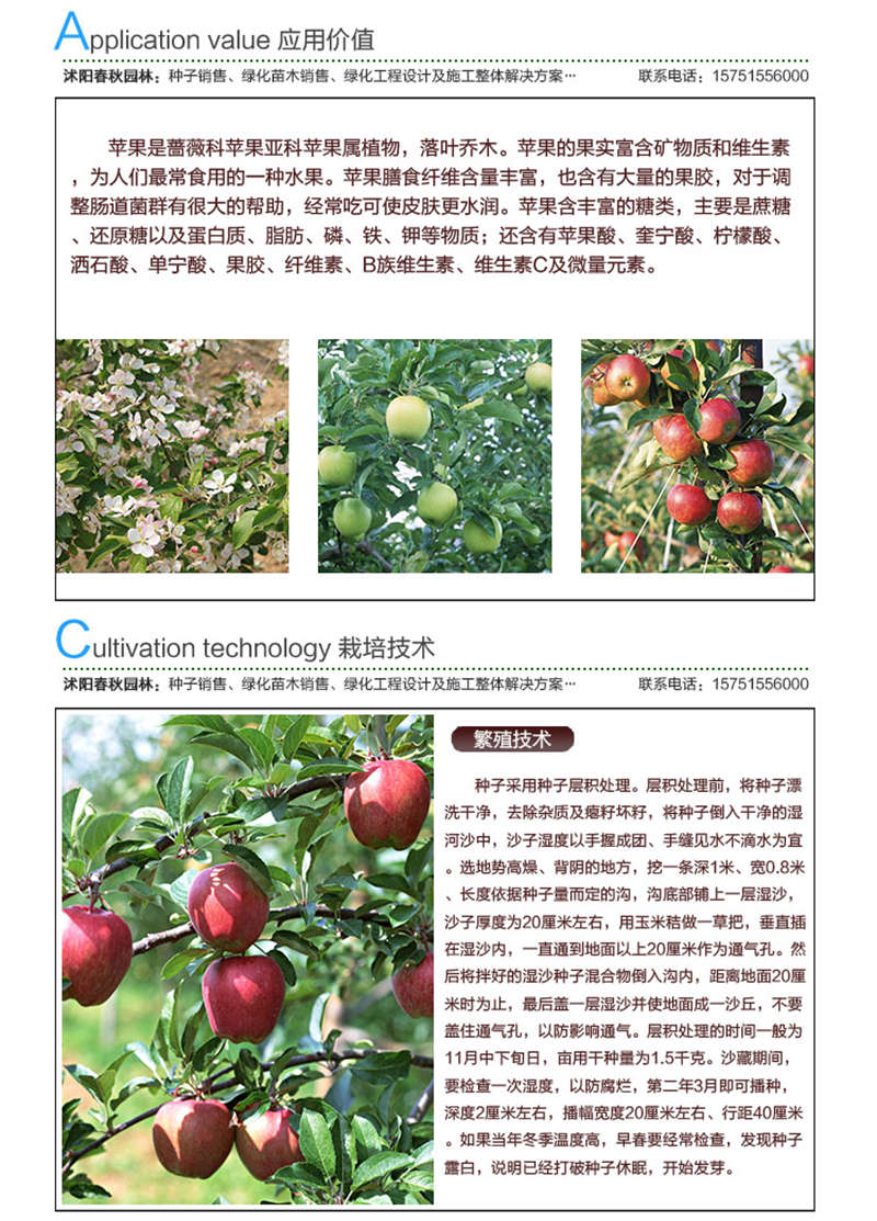 苹果种子应用价值及种植技术