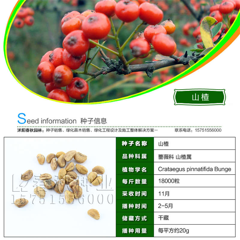 山楂种子基本信息