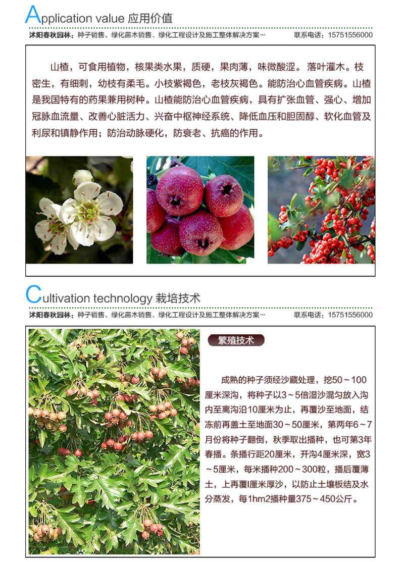 山楂种子应用价值及种植技术
