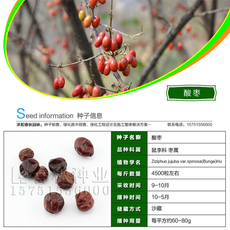 酸枣种子基本信息