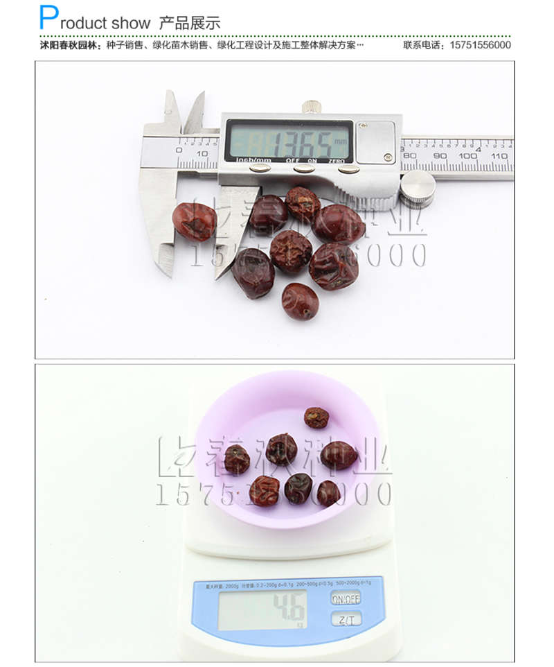 酸枣种子销售参考价格
