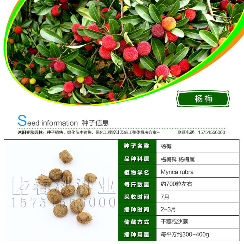 杨梅种子基本信息