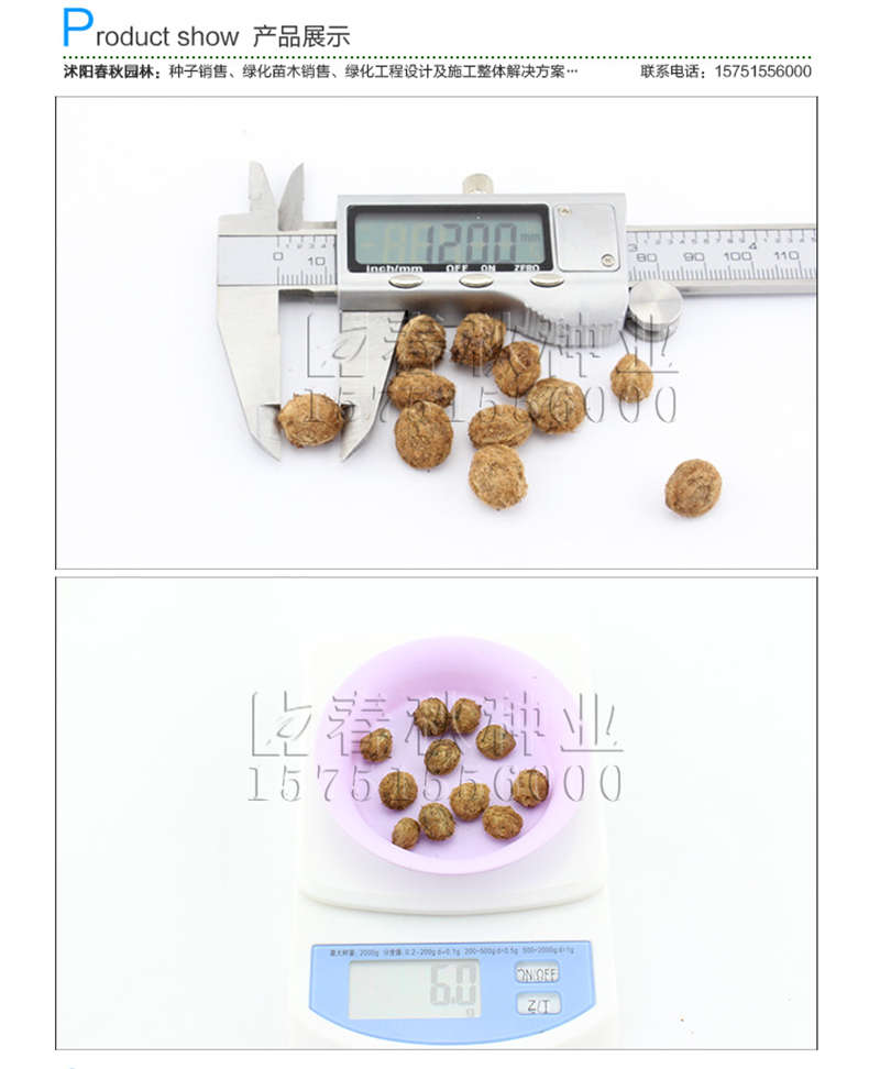 杨梅种子销售参考价格