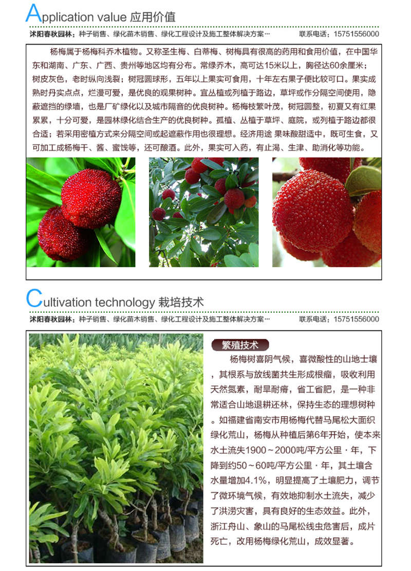 杨梅种子应用价值及种植技术