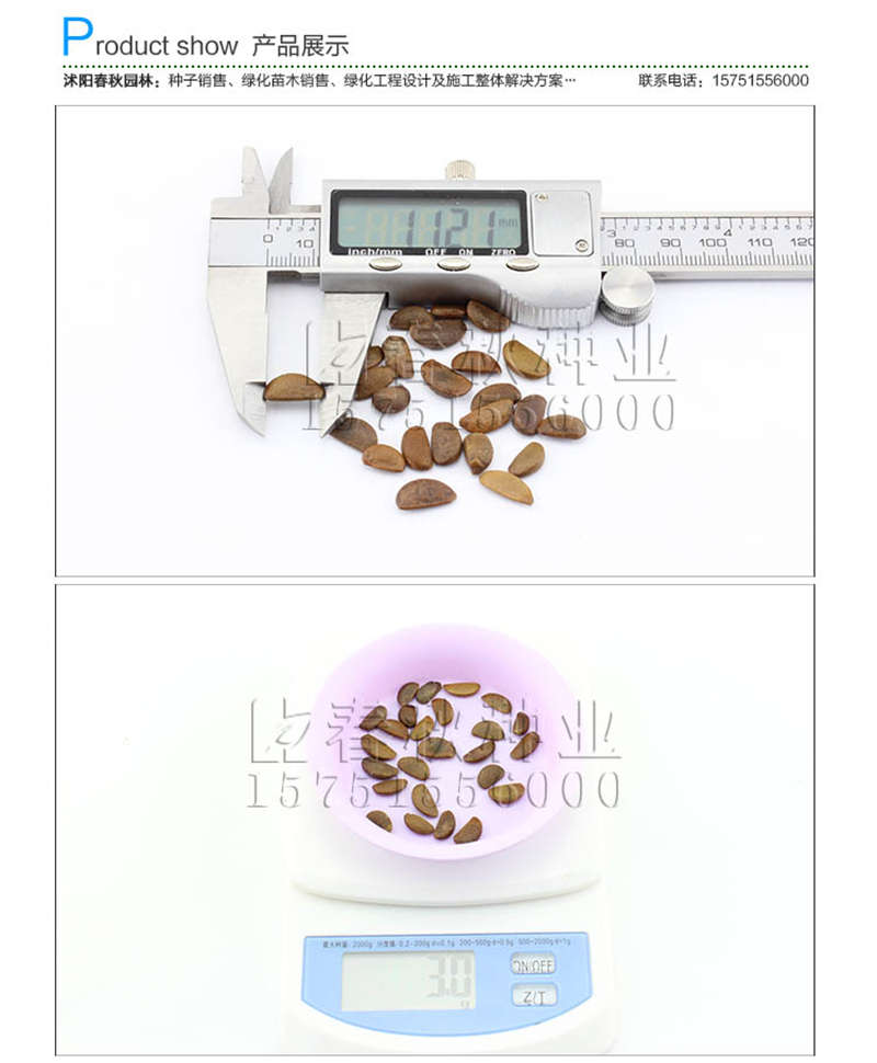 君迁子种子销售参考价格