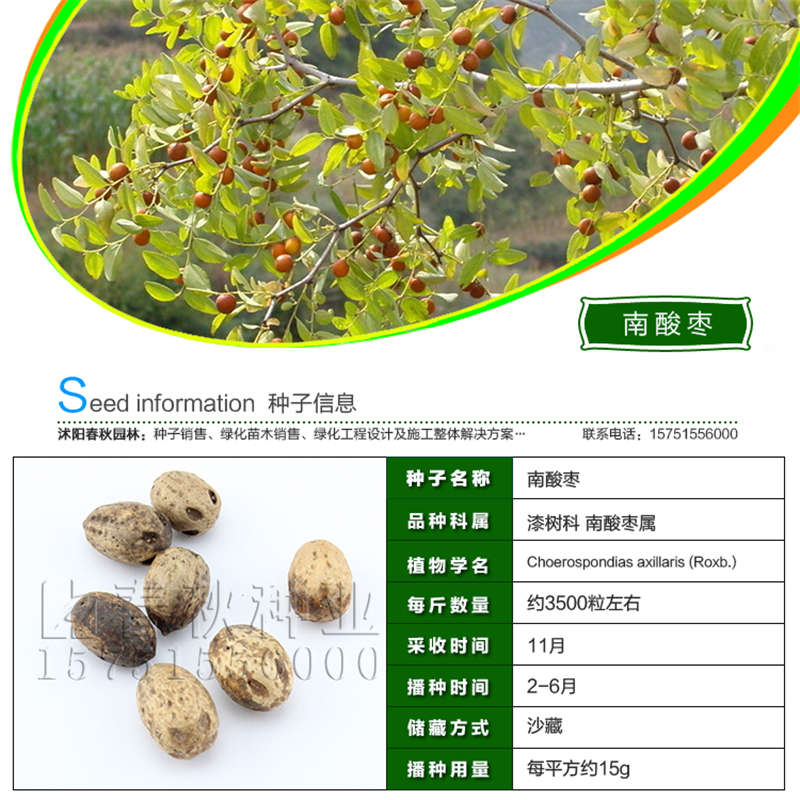 南酸枣种子基本信息