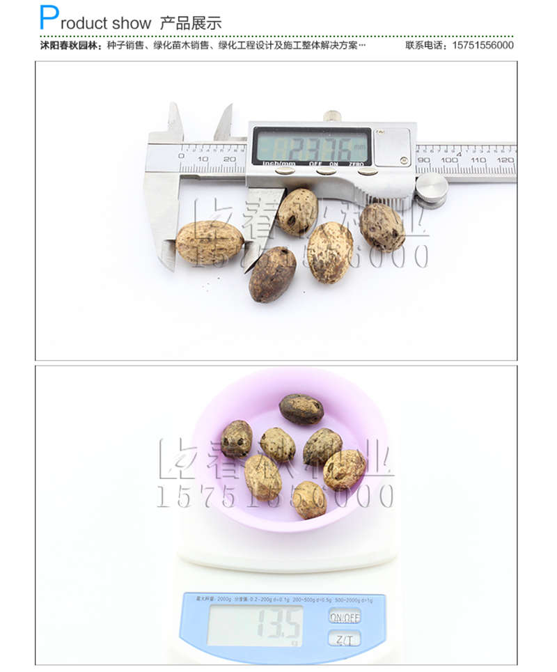 南酸枣种子销售参考价格