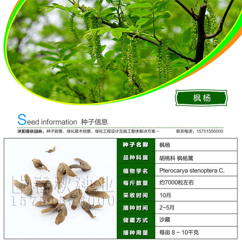 枫杨种子基本信息