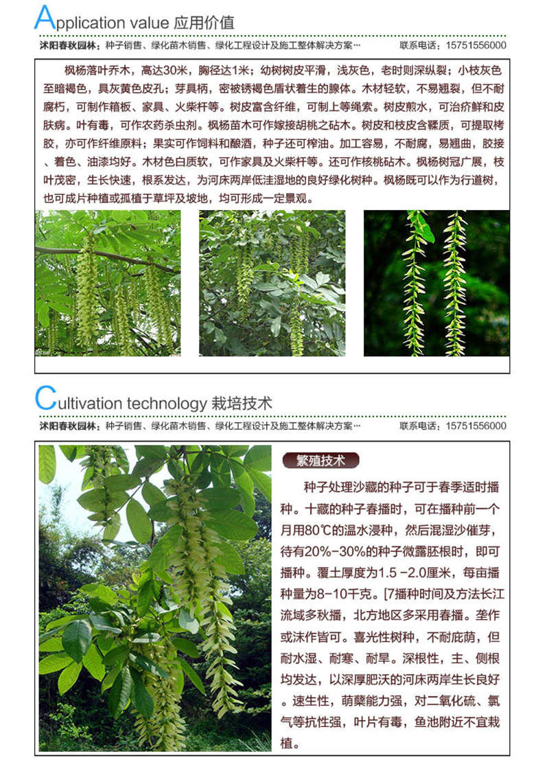 枫杨种子应用价值及种植技术