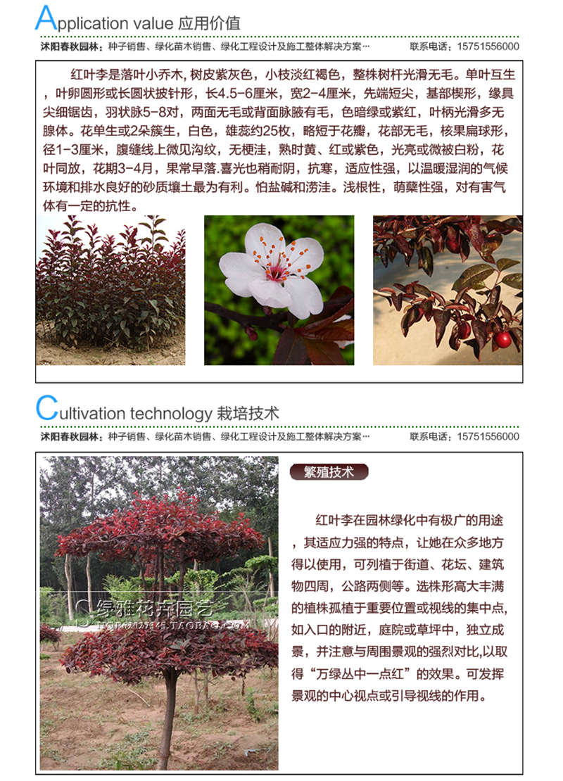 红叶李种子应用价值及种植技术