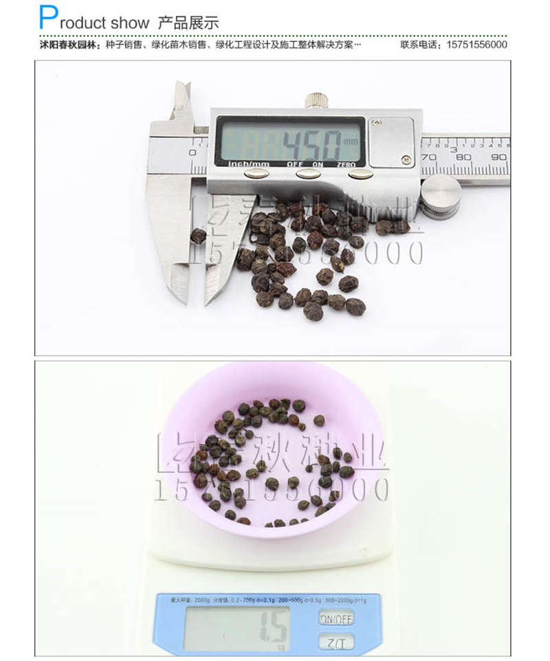 红叶石楠种子销售参考价格