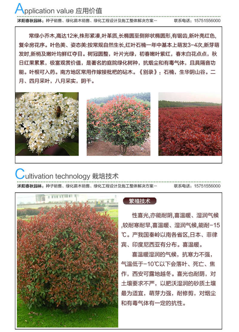 红叶石楠种子应用价值及种植技术