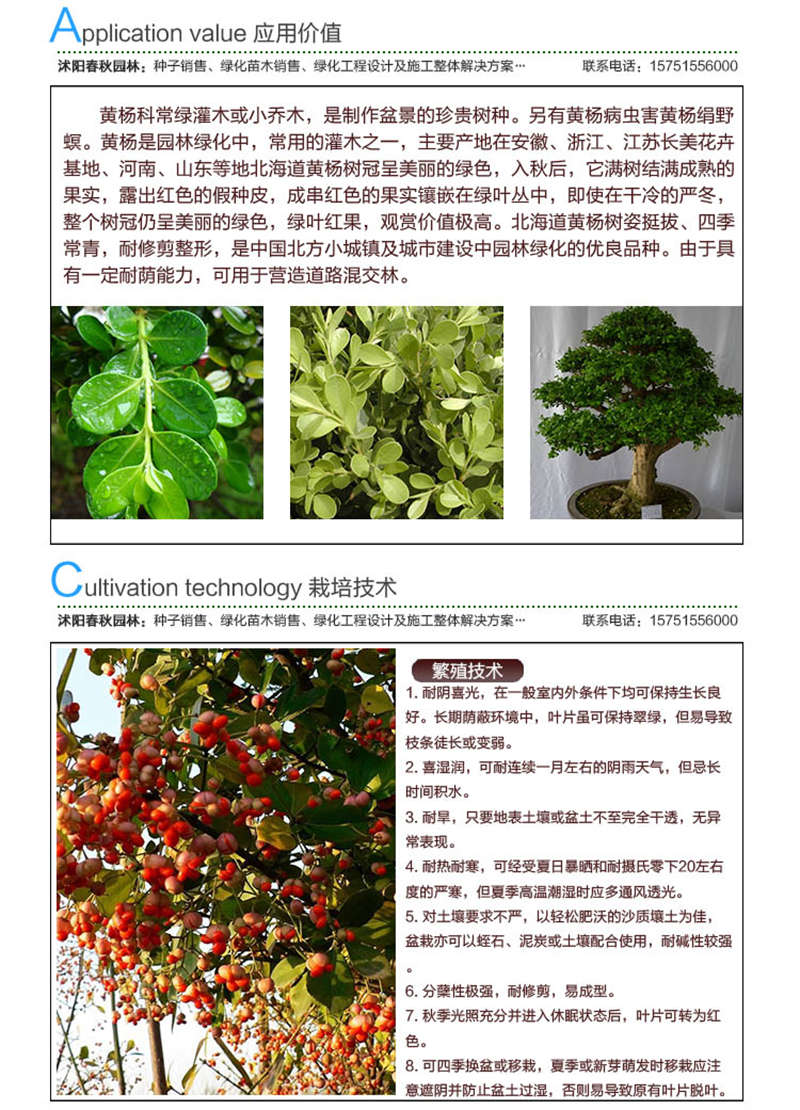 黄杨种子应用价值及种植技术
