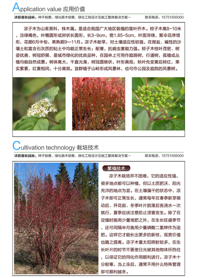 凉子木种子应用价值及种植技术