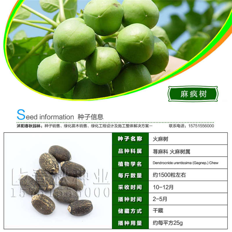 麻疯树种子基本信息