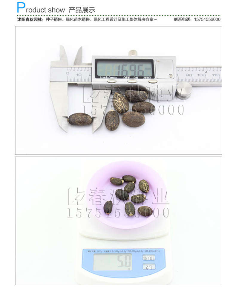麻疯树种子销售参考价格